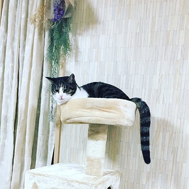natsumiさんの実例写真