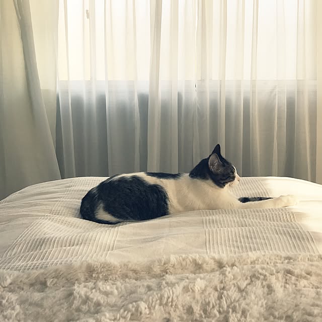 Shihoさんの実例写真