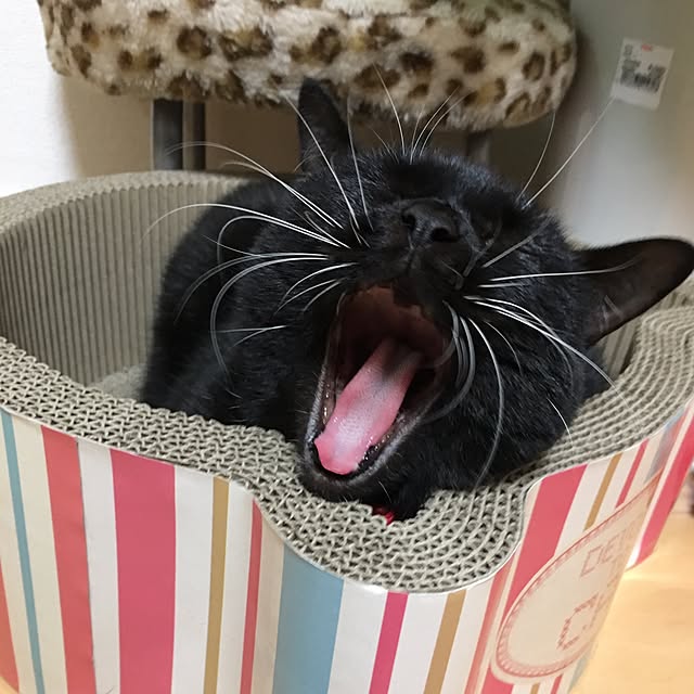 Hecacoさんの実例写真