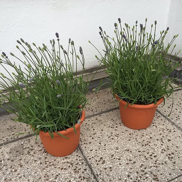 部屋全体/一人暮らし/観葉植物/ガーデニングのインテリア実例 - 2015-06-09 05:07:06