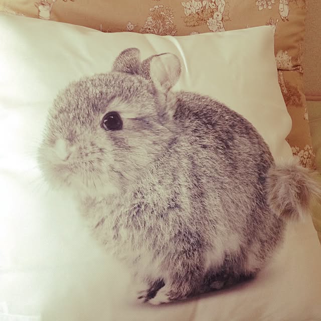 Mapleladyさんの実例写真