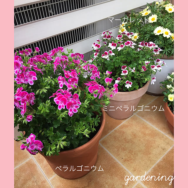 akezouさんの実例写真