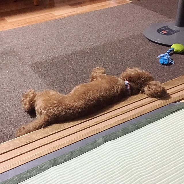soraさんの実例写真