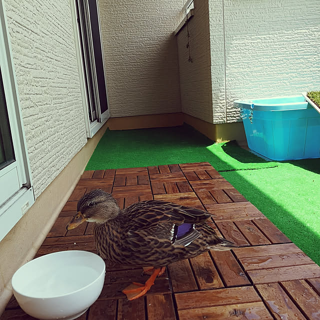 akiさんの実例写真