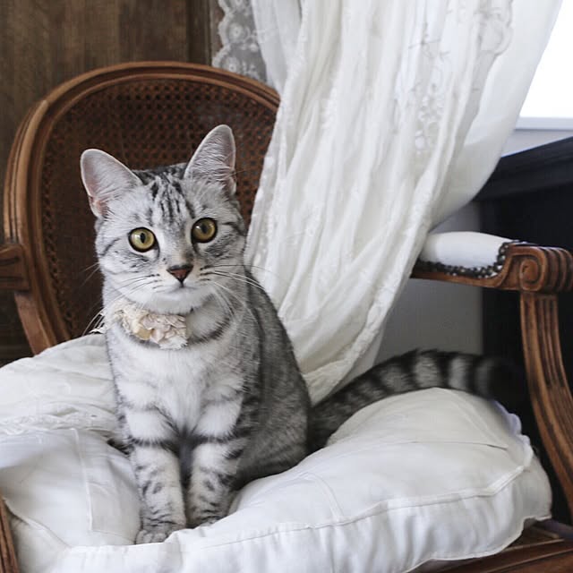 miiさんの実例写真