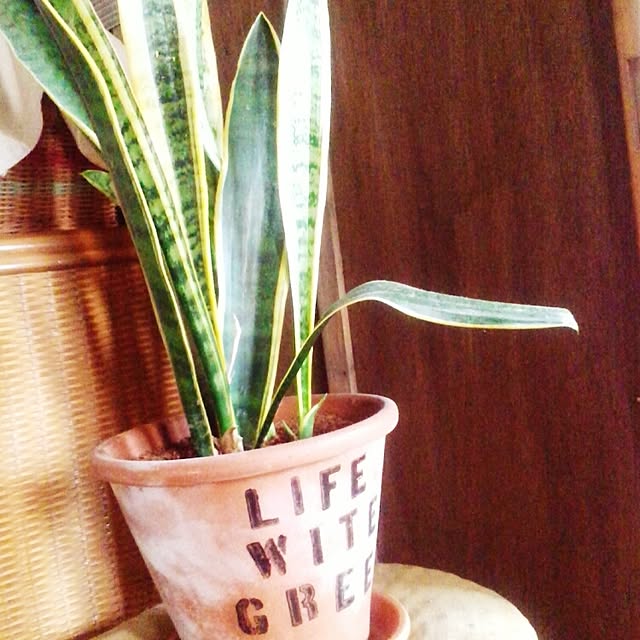 oliveさんの実例写真