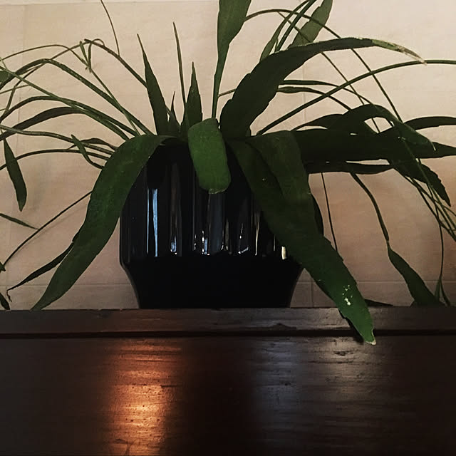 happy-sachiさんの実例写真
