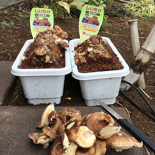 houenさんの実例写真