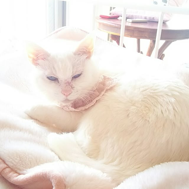 sakuraさんの実例写真