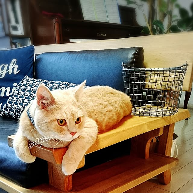 yukiさんの実例写真