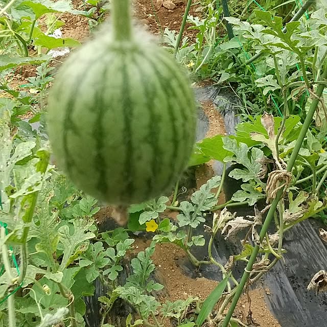 hakutomoroさんの部屋