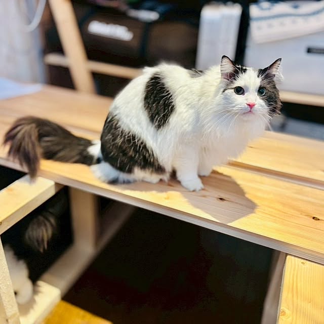 woodstockyokkoさんの部屋