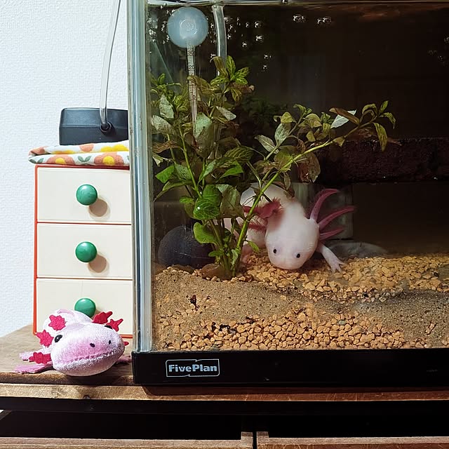 umeboshicyanさんの実例写真