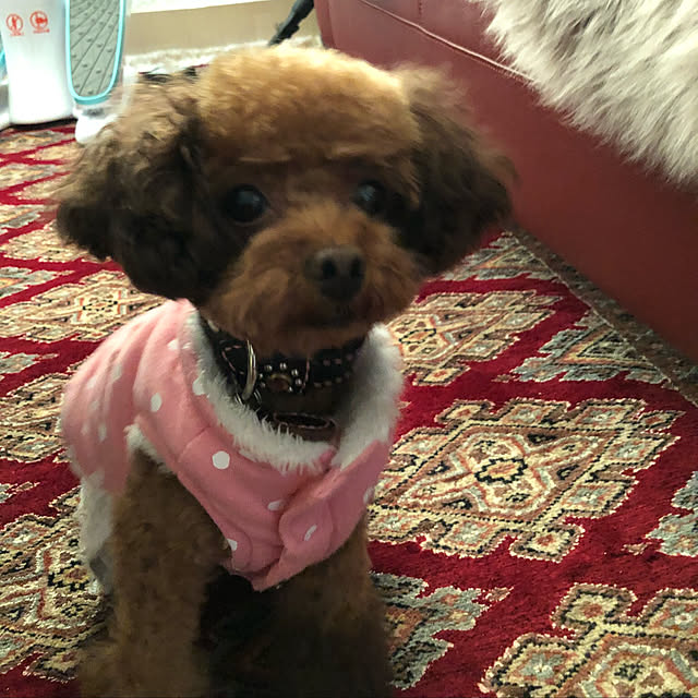 Tiaraさんの実例写真