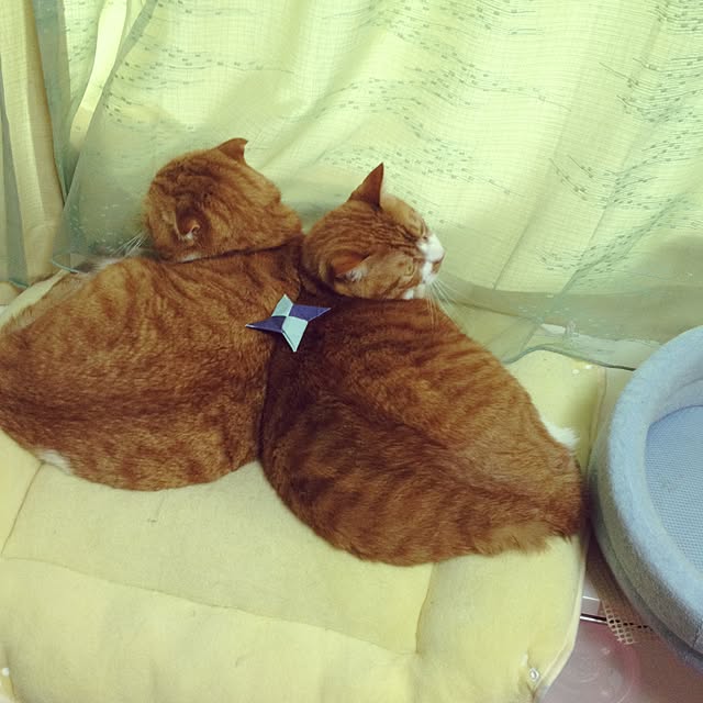 pikkariさんの実例写真