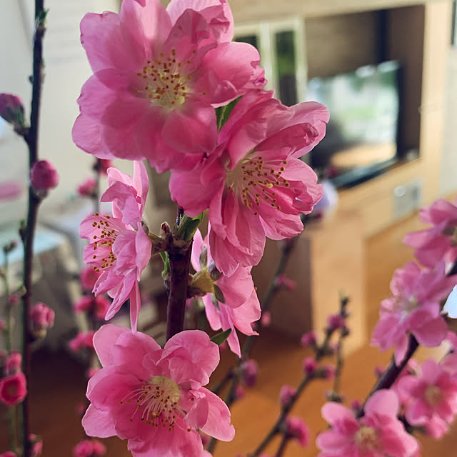 yumi.fさんの実例写真