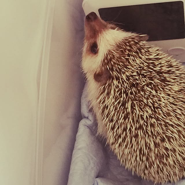 Kurumiさんの実例写真