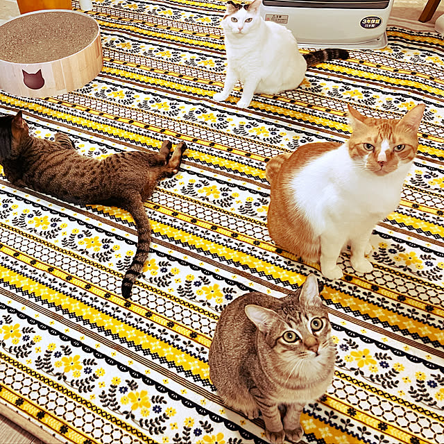 cat5さんの実例写真