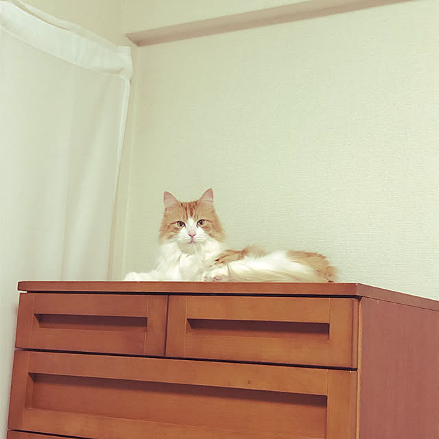 uchidaizuさんの実例写真