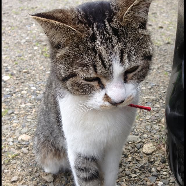 Kinanさんの実例写真