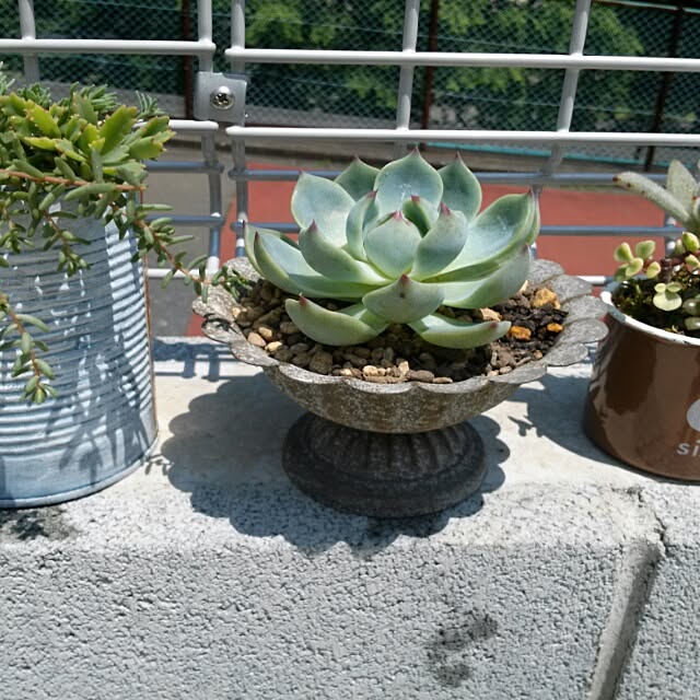 実例写真