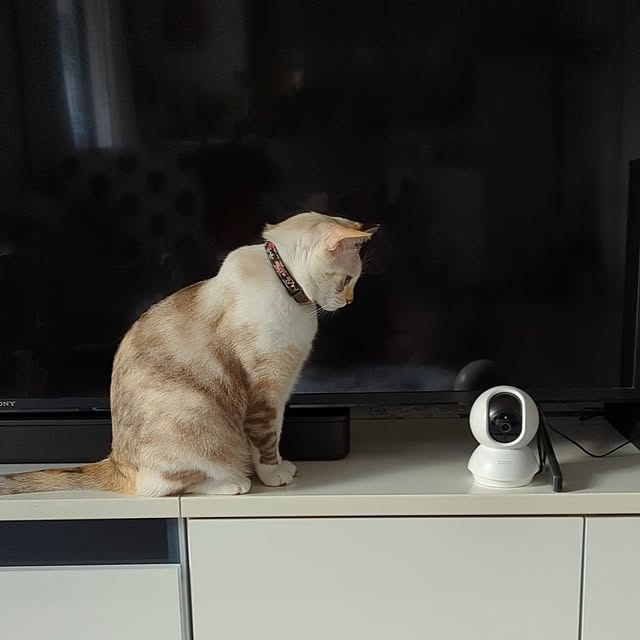 kohakuさんの実例写真
