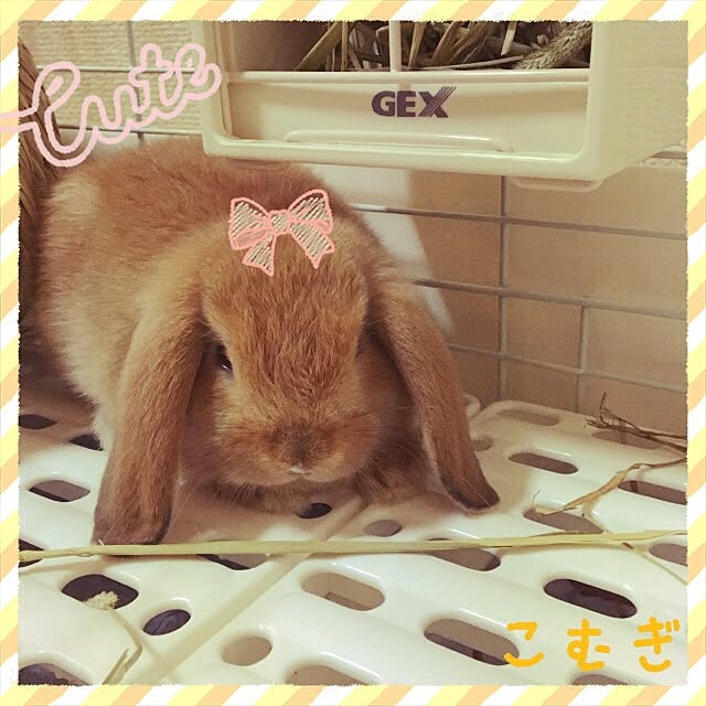 Mihoさんの実例写真
