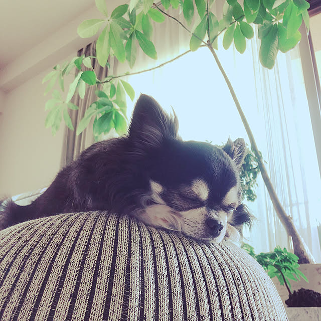 Niihoさんの実例写真