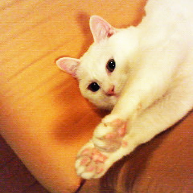 tekokaasanさんの実例写真