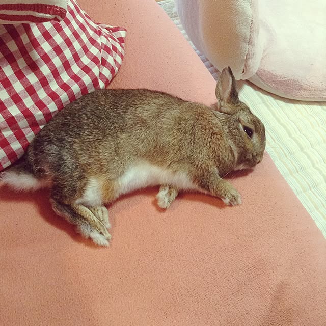 yuzu0223さんの実例写真