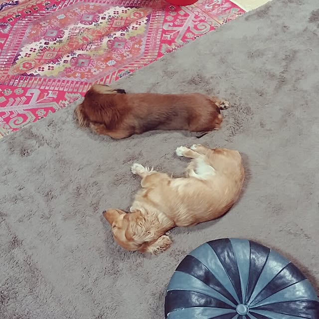 kanchanさんの実例写真