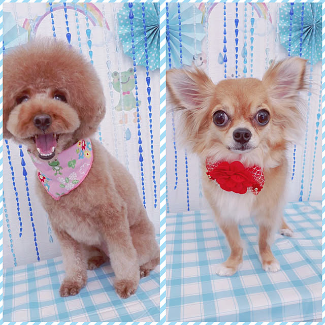 mochiさんの実例写真