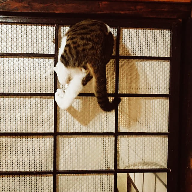 kikuさんの実例写真