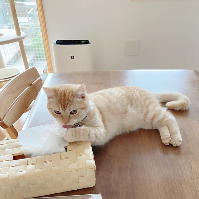 m.k.mさんの実例写真