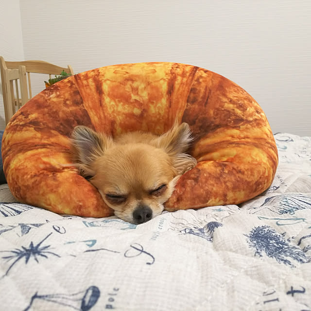 kojikojiさんの実例写真