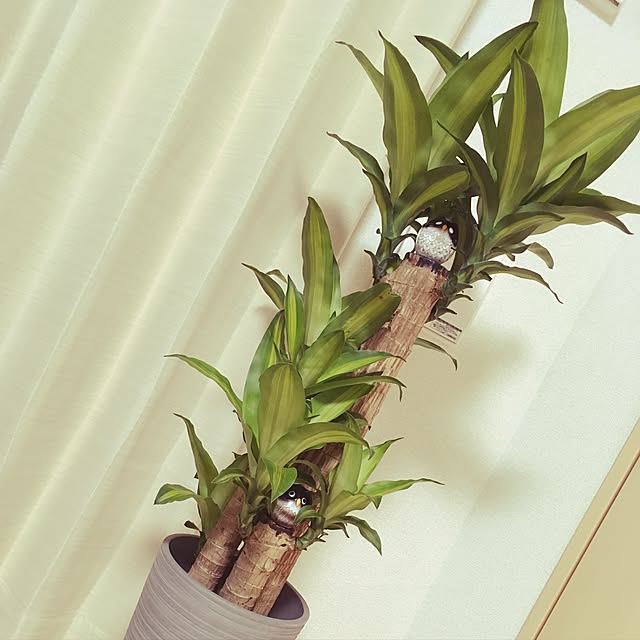 AKIRAさんの実例写真