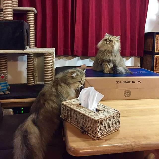 butachanさんの実例写真