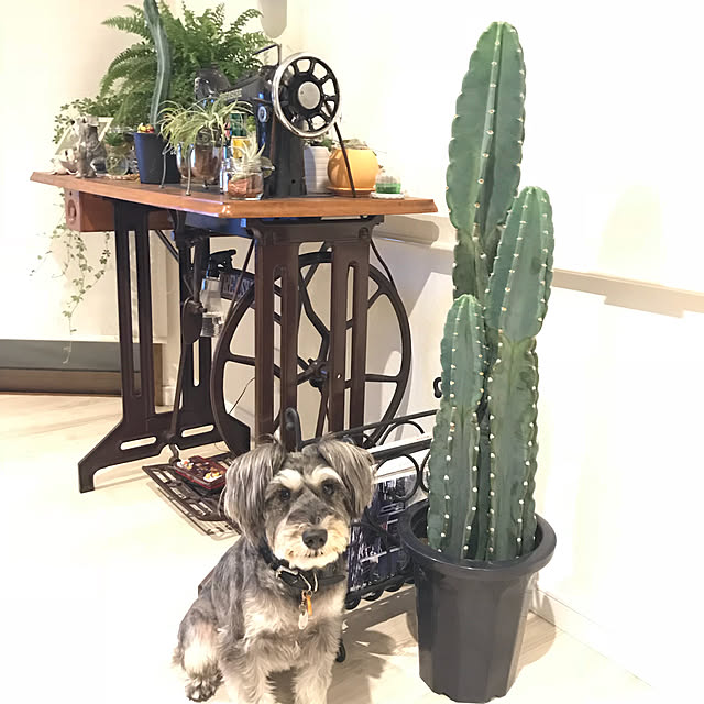 tommybondさんの実例写真