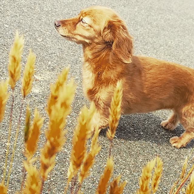 sakuさんの実例写真