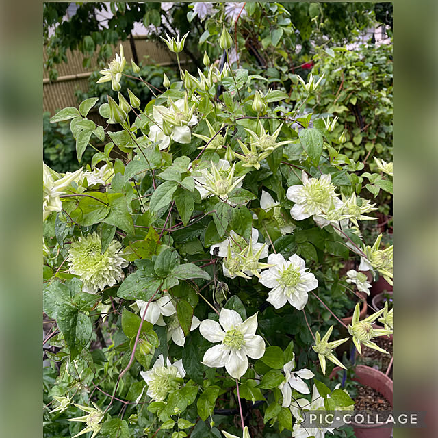 mamizaさんの実例写真