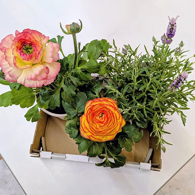 mi-saさんの実例写真