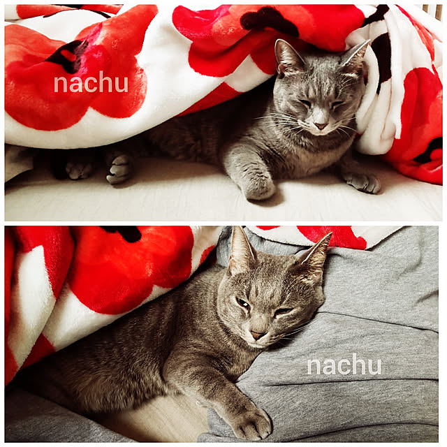 nachuさんの実例写真