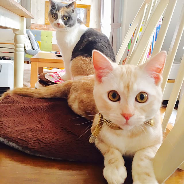 bambi_eyeさんの実例写真