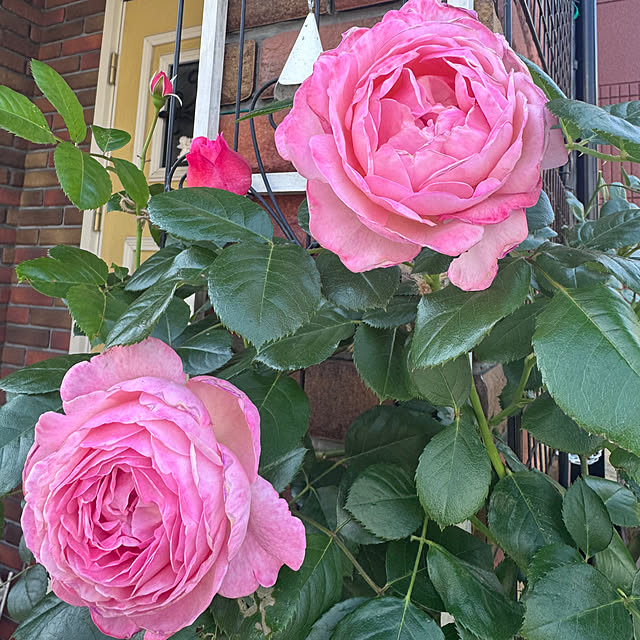 RoseLife5818さんの実例写真