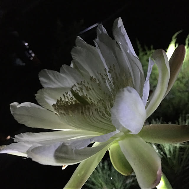 alohabaabaさんの実例写真