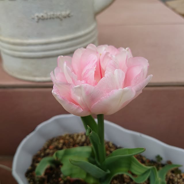 fleur-mamanさんの部屋