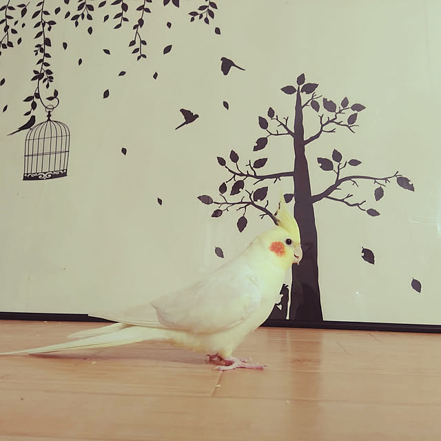 バス/トイレ/Daiso/ウォールステッカー/インコと暮らす家/インコ...などのインテリア実例 - 2019-12-06 21:48:40