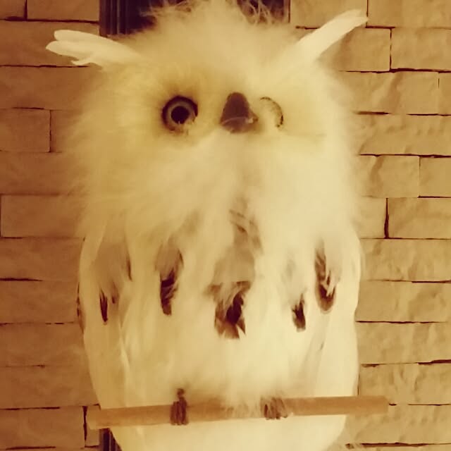 wakuwaku.nobukoさんの実例写真