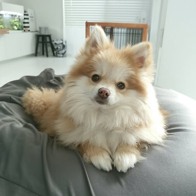 mi-さんの実例写真