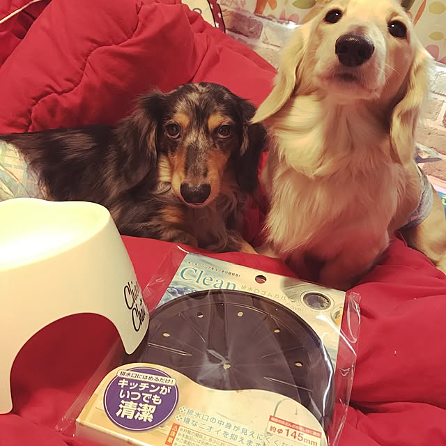 RUI-Stmさんの実例写真